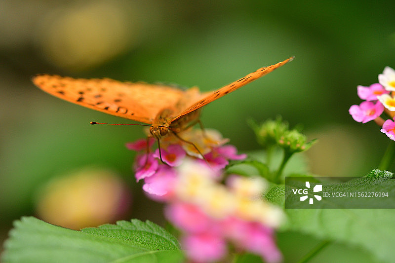 马缨丹/马缨丹/马缨丹花与印度贝母蝴蝶图片素材