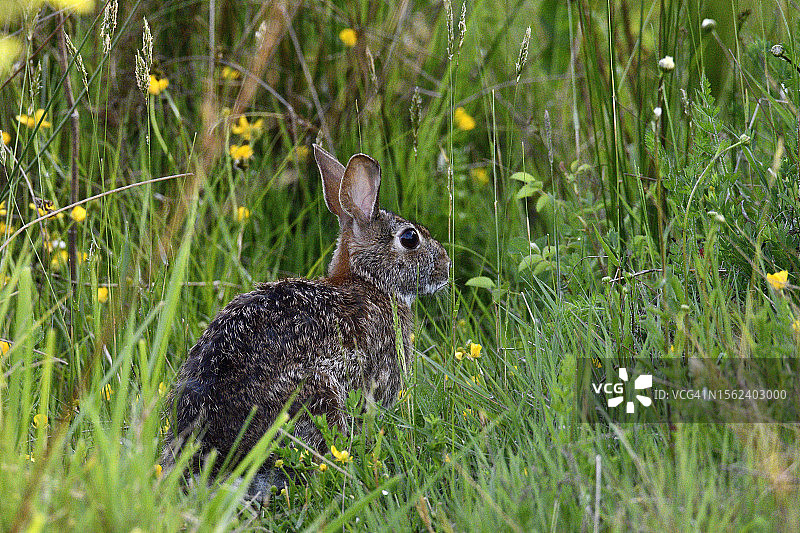 东部棉尾兔图片素材