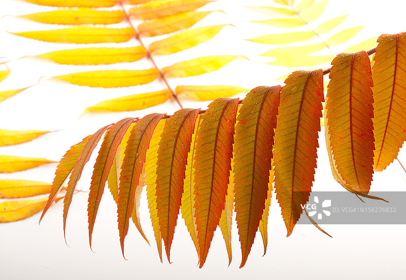 秋天的落叶图片素材