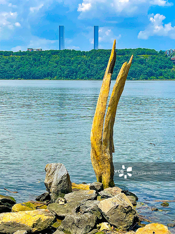 纽约岸边巨石上突出的造型奇特的浮木图片素材