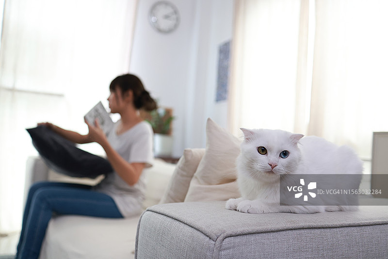 可爱的白色猫咪与主人在沙发上休息图片素材