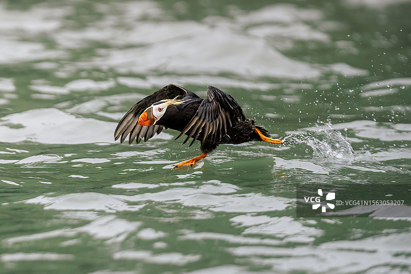 簇绒起飞图片素材
