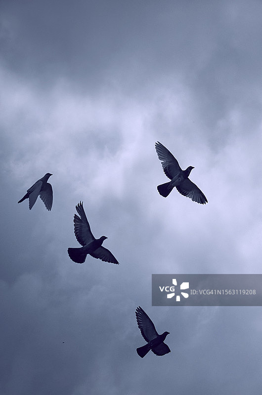 一群鸽子图片素材