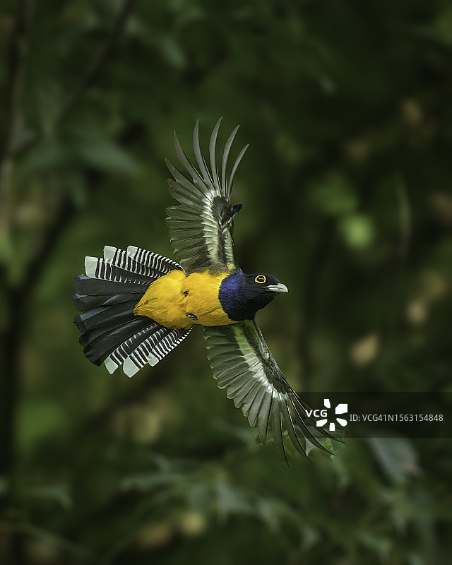 飞翔中的束带美洲咬鹃图片素材