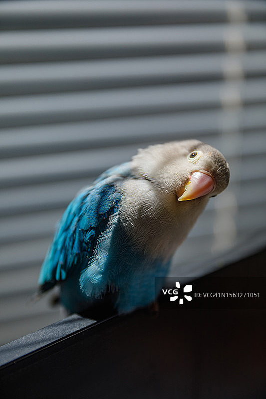 费氏情侣鹦鹉图片素材