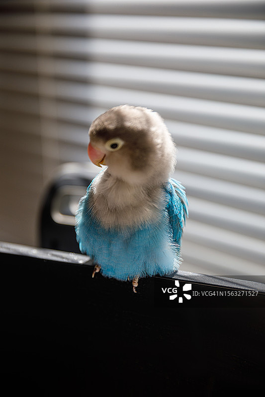 费氏情侣鹦鹉图片素材