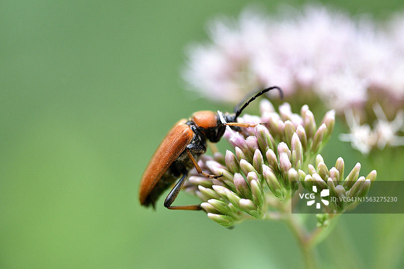 红角甲虫图片素材