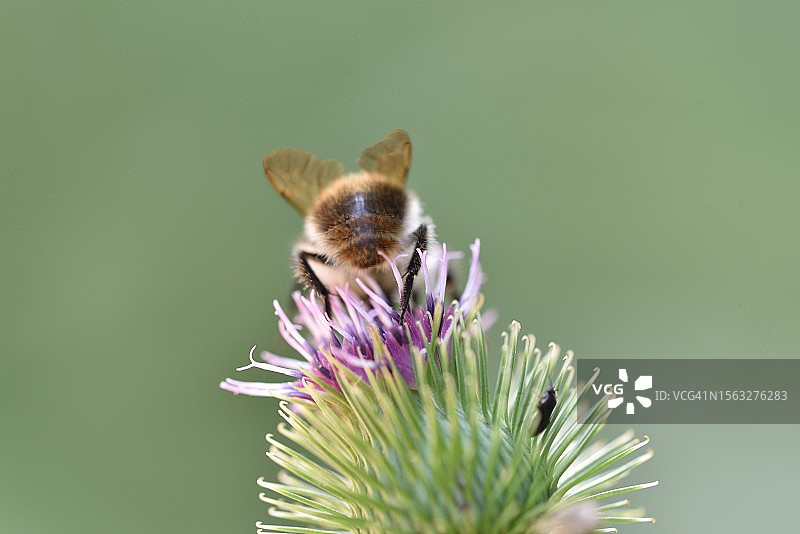 牛蒡上的熊蜂图片素材