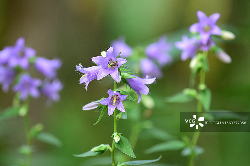 风铃草图片素材