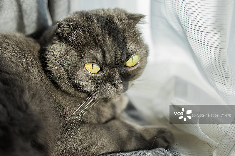 美丽的灰色肥胖纯种懒猫在家休息图片素材