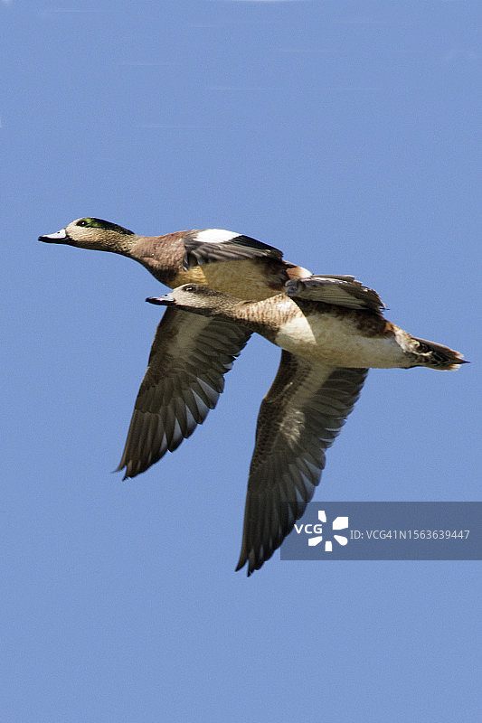 一对飞翔的威氏鸭图片素材