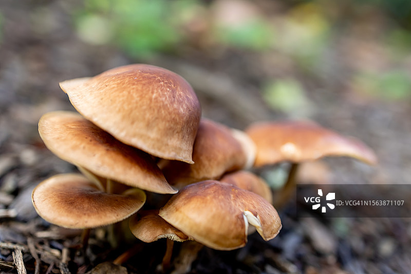 奢华帽子真菌图片素材