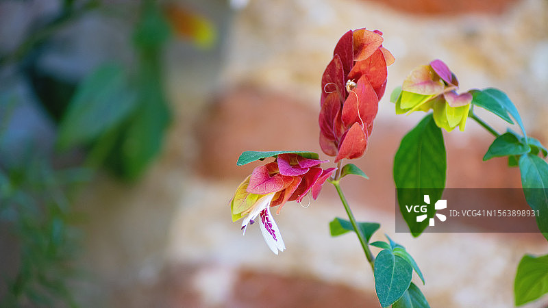 美丽的红色花朵：虾花图片素材