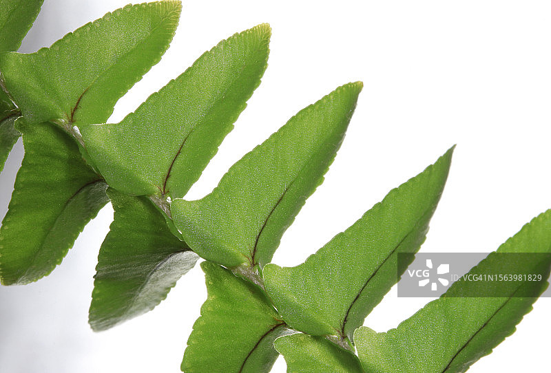 白色背景下的蕨类植物叶底部图片素材