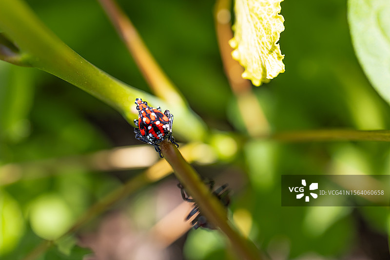 入侵型斑点灯笼蝇图片素材