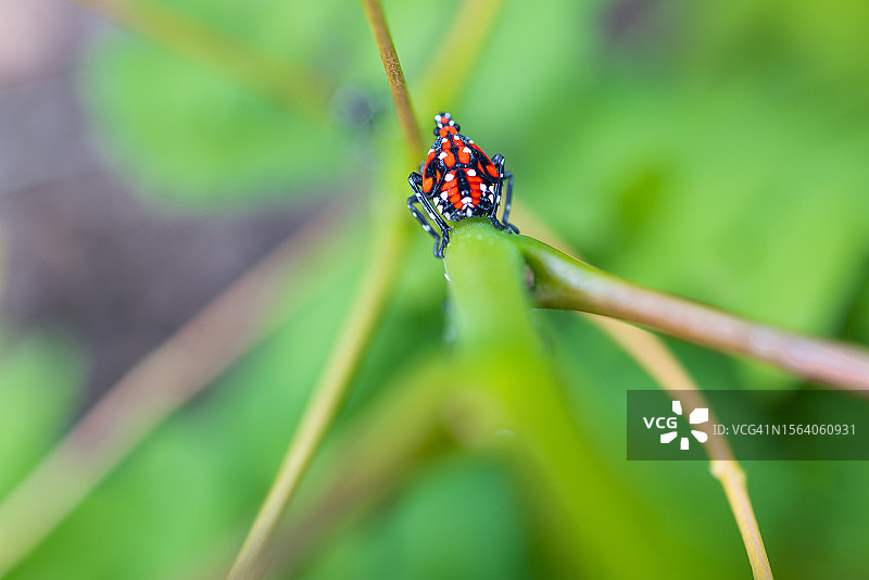 入侵型斑点灯笼蝇图片素材