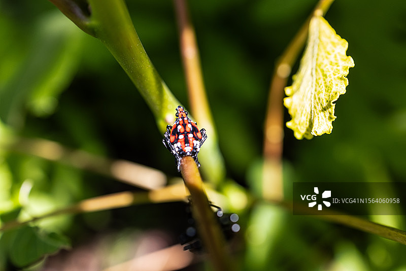 入侵型斑点灯笼蝇图片素材