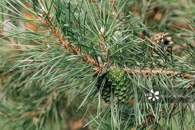 松树常绿树枝上悬挂的绿色小云杉球果的特写图片素材