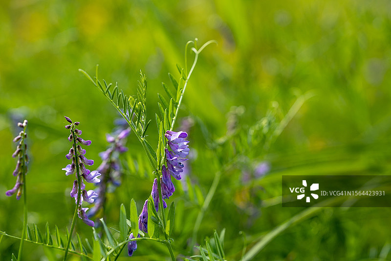 乡村绿草丛中的紫色野豌豆花图片素材