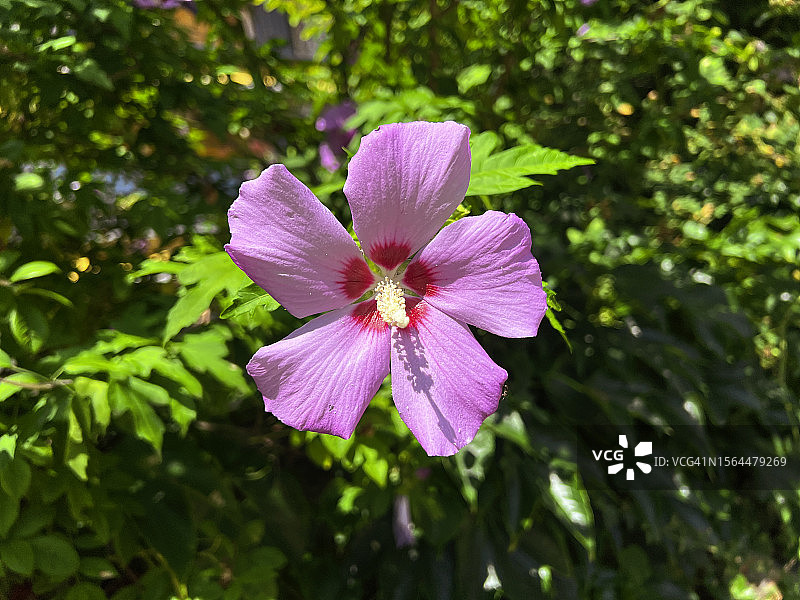 木槿花特写图片素材