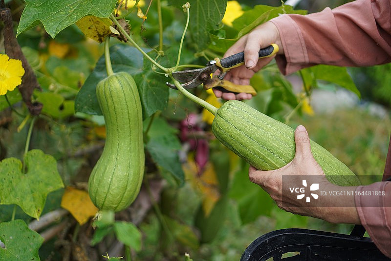 正在花园里棕色织物上切割新鲜绿色蔬菜丝瓜的女人图片素材
