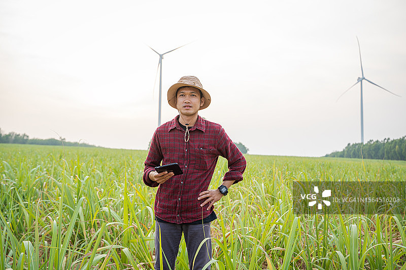 农民在甘蔗田进行农业管理图片素材