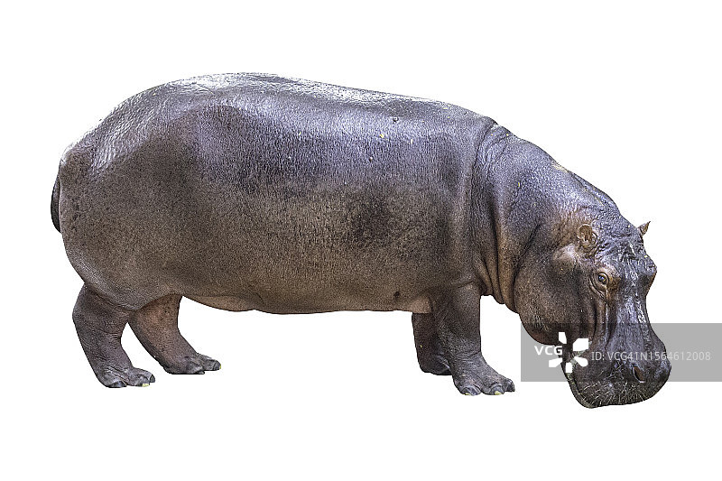 河马（河马）图片素材