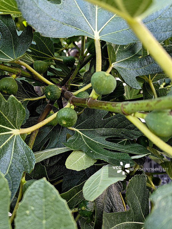 无花果树上生长的无花果（竖版）图片素材