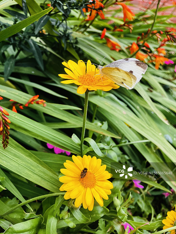 菜粉蝶停留在万寿菊花上（侧视，翅膀半闭）图片素材