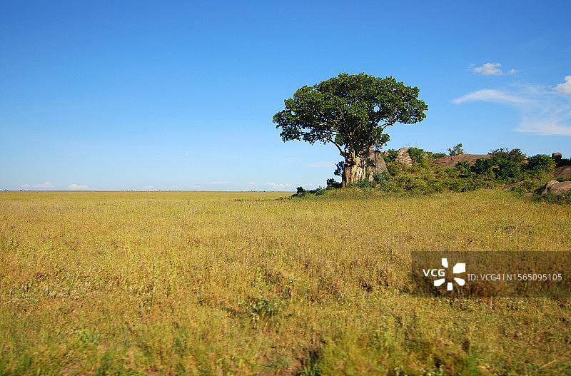 稀树草原圆形岩石上的孤树图片素材
