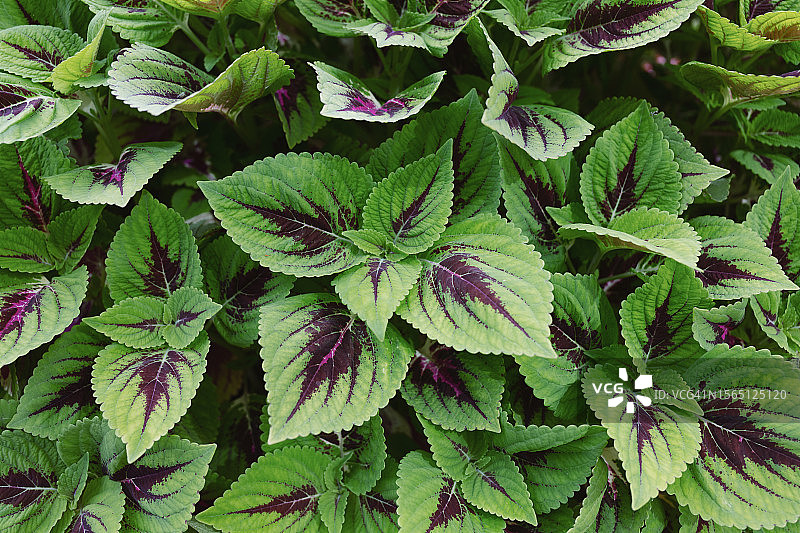 锦紫苏图片素材