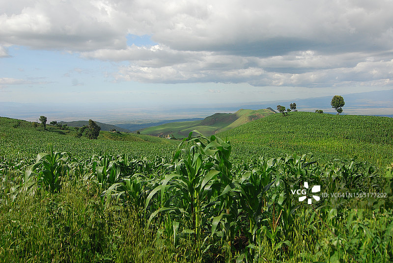 梅鲁山低坡上的玉米田图片素材
