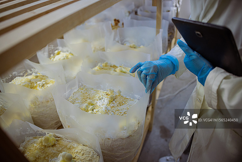 蘑菇种植图片素材