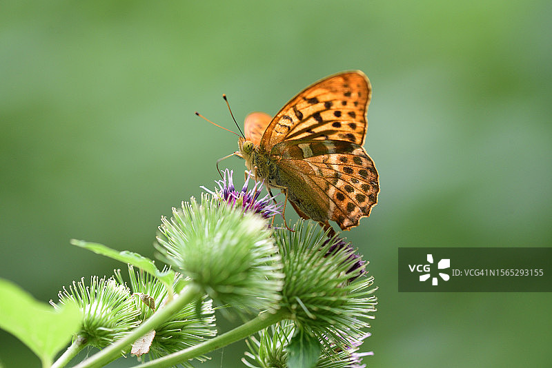 大紫蛱蝶图片素材