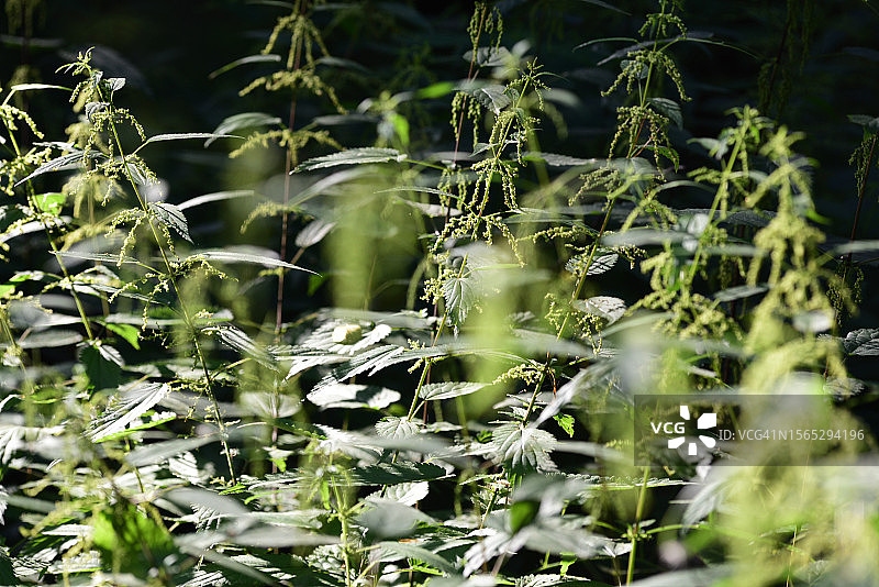荨麻图片素材