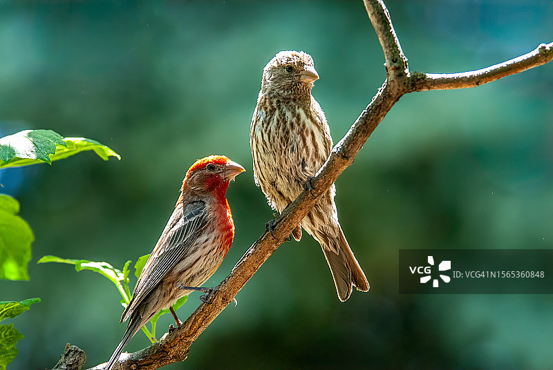 树上的一对家朱雀图片素材