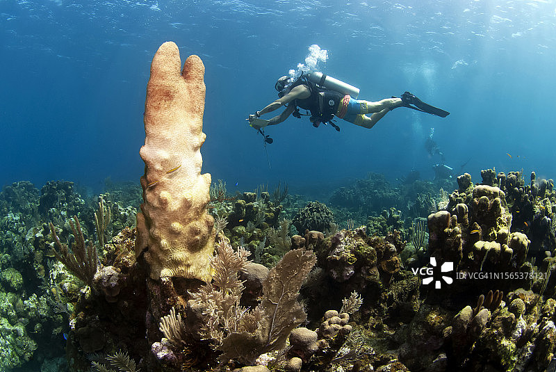 海洋生物学家拯救患病珊瑚图片素材