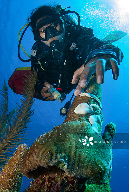 海洋生物学家使用抗生素治疗受石珊瑚组织损失病影响的柱珊瑚图片素材