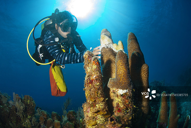 海洋生物学家使用抗生素治疗受石珊瑚组织损失病影响的柱珊瑚图片素材