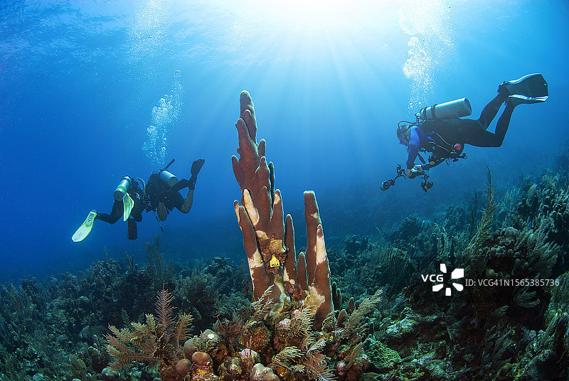 海洋生物学家拯救患病珊瑚图片素材