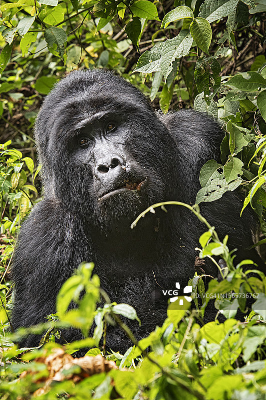 乌干达布温迪的银背山地大猩猩图片素材