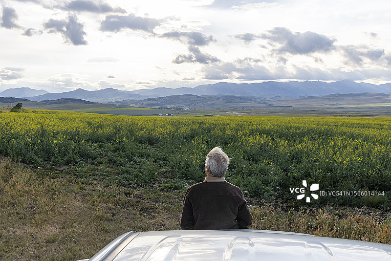 油菜籽田中男人的鸟瞰图图片素材