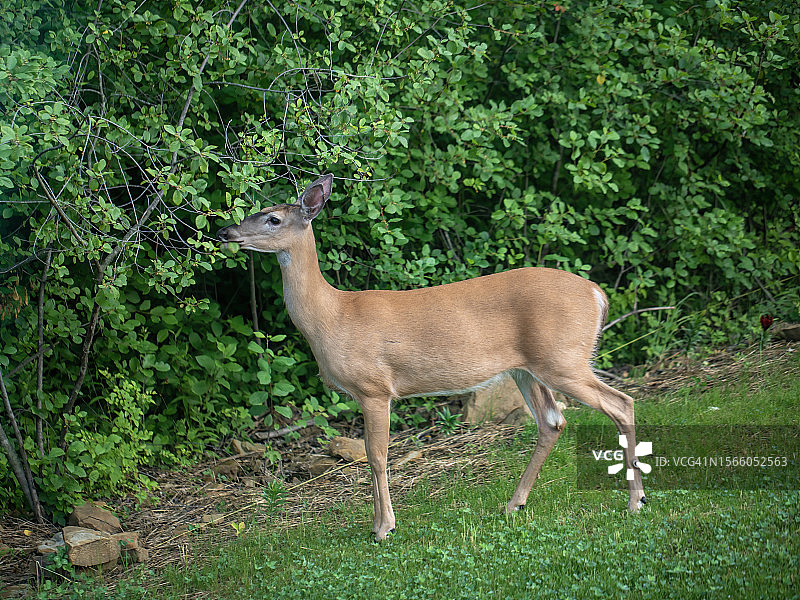 后院中的白尾鹿图片素材