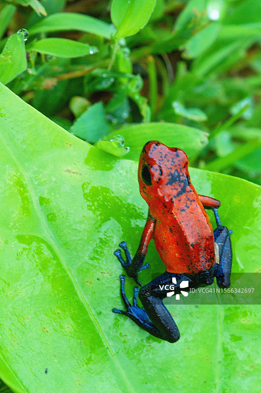 草莓毒镖蛙图片素材