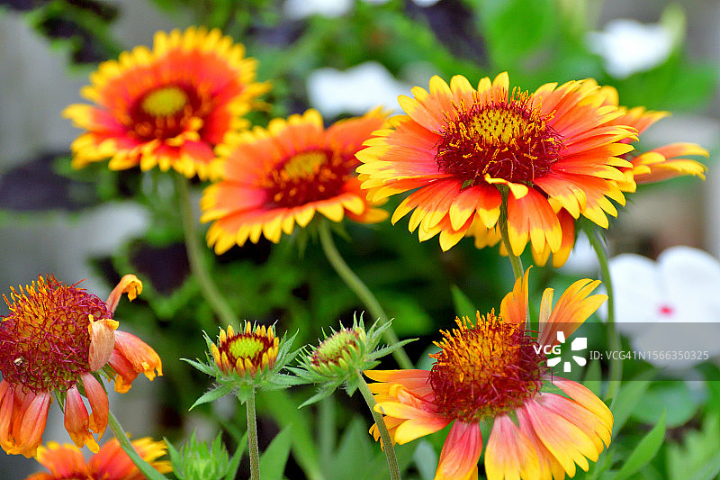 天人菊：明亮温暖的色彩图片素材