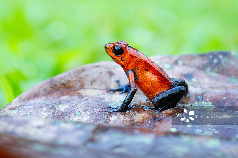 草莓毒镖蛙图片素材