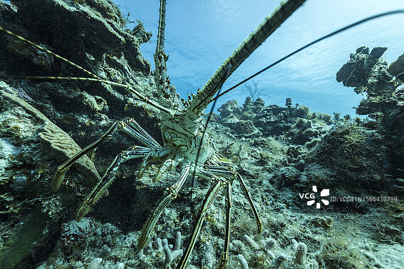 加勒比海珊瑚礁中的刺龙虾特写图片素材