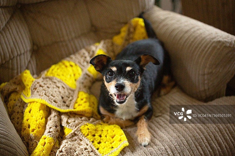 沙发上快乐的小型超重犬图片素材