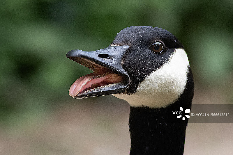 加拿大鹅图片素材