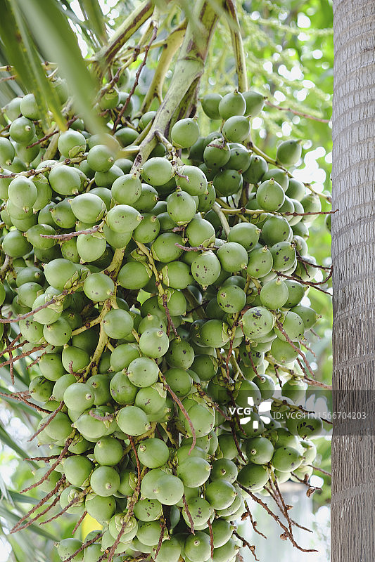 槟榔特写图片素材